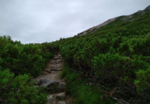 白山比咩神社奥宮参道