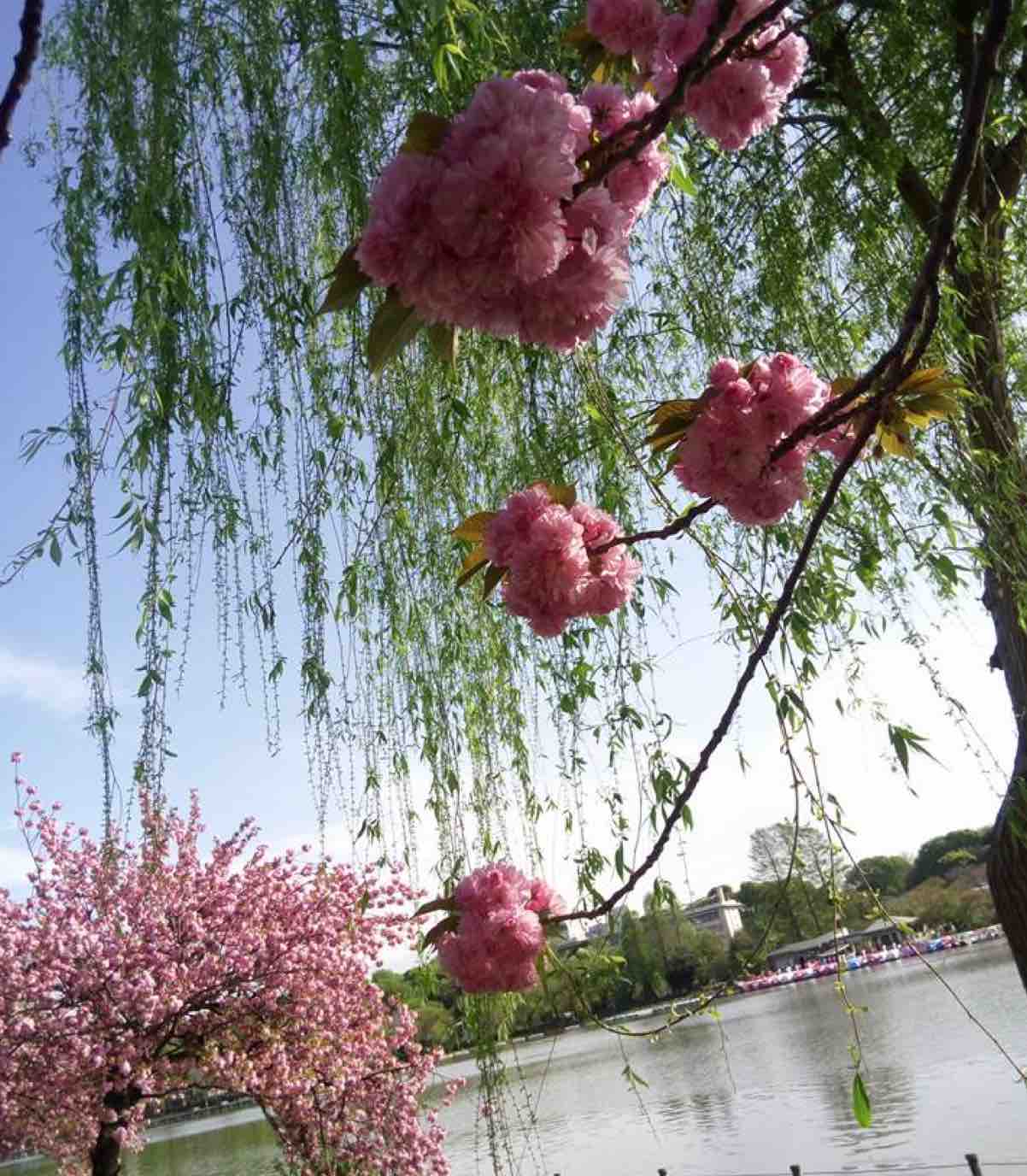 上野恩賜公園　不忍池