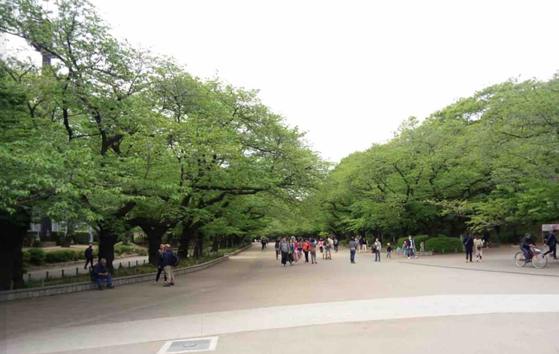 上野恩賜公園さくら通り