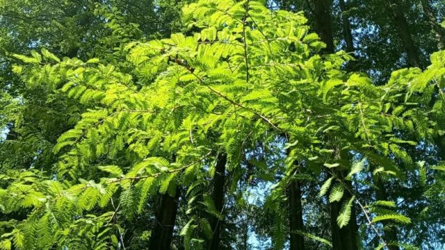 #5月4日みどりの日 は植物園の日🌿
#植物園 が無料開放の日です

昨年行って#メタセコイヤ並木 が印象的だった#大阪公立大学付属植物園 へ再び行きました🚶‍♀

今回は途中で#マフィン を買って、メタセコイヤの下でティータイム

温かいお茶とマフィンを持って行って大正解！
#緑の風 が心地よく、静かで優雅なティータイム
を過ごせました✨

5月4日に植物園が#無料開放 ということを、昨年初めて知ったのですが、こういう機会を活用するのもいいなと思いました😆

皆さまも是非、来年からいかがでしょうか😂

#みどりの日 #5月4日 #植物園の日 
#大阪府交野市 #私市植物園