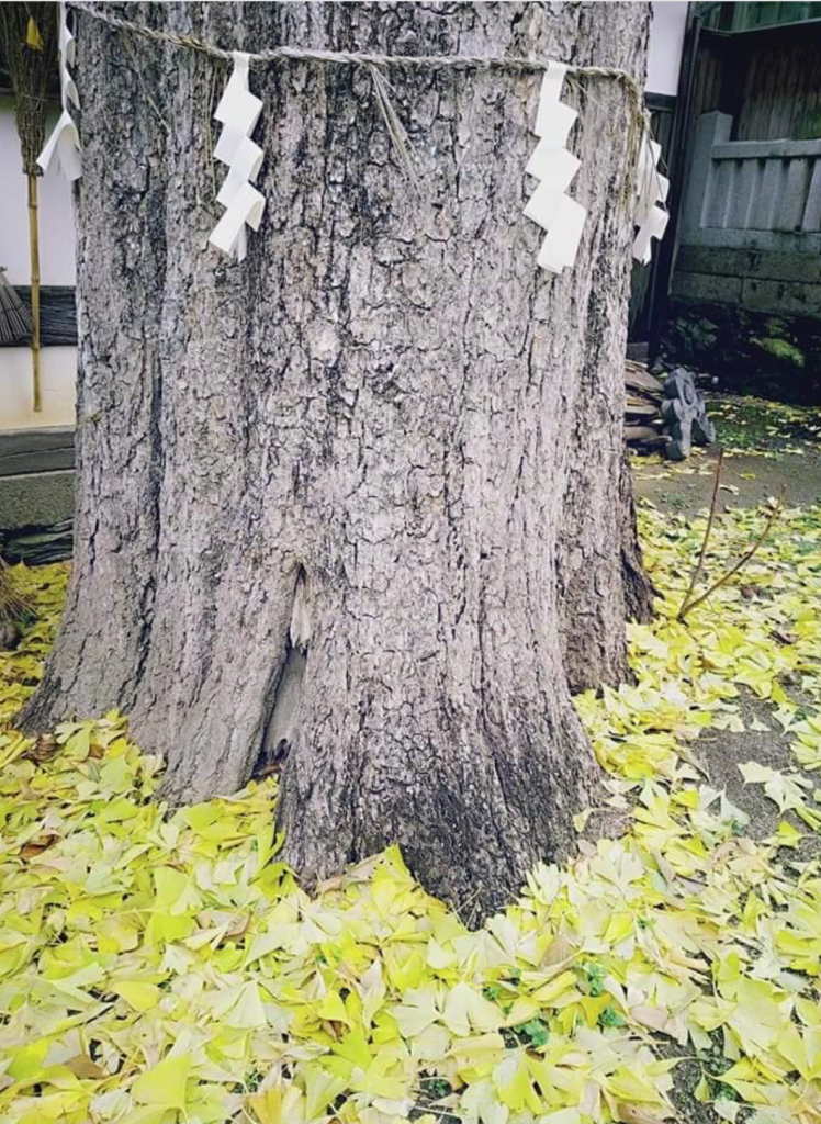 八幡神社のイチョウの木