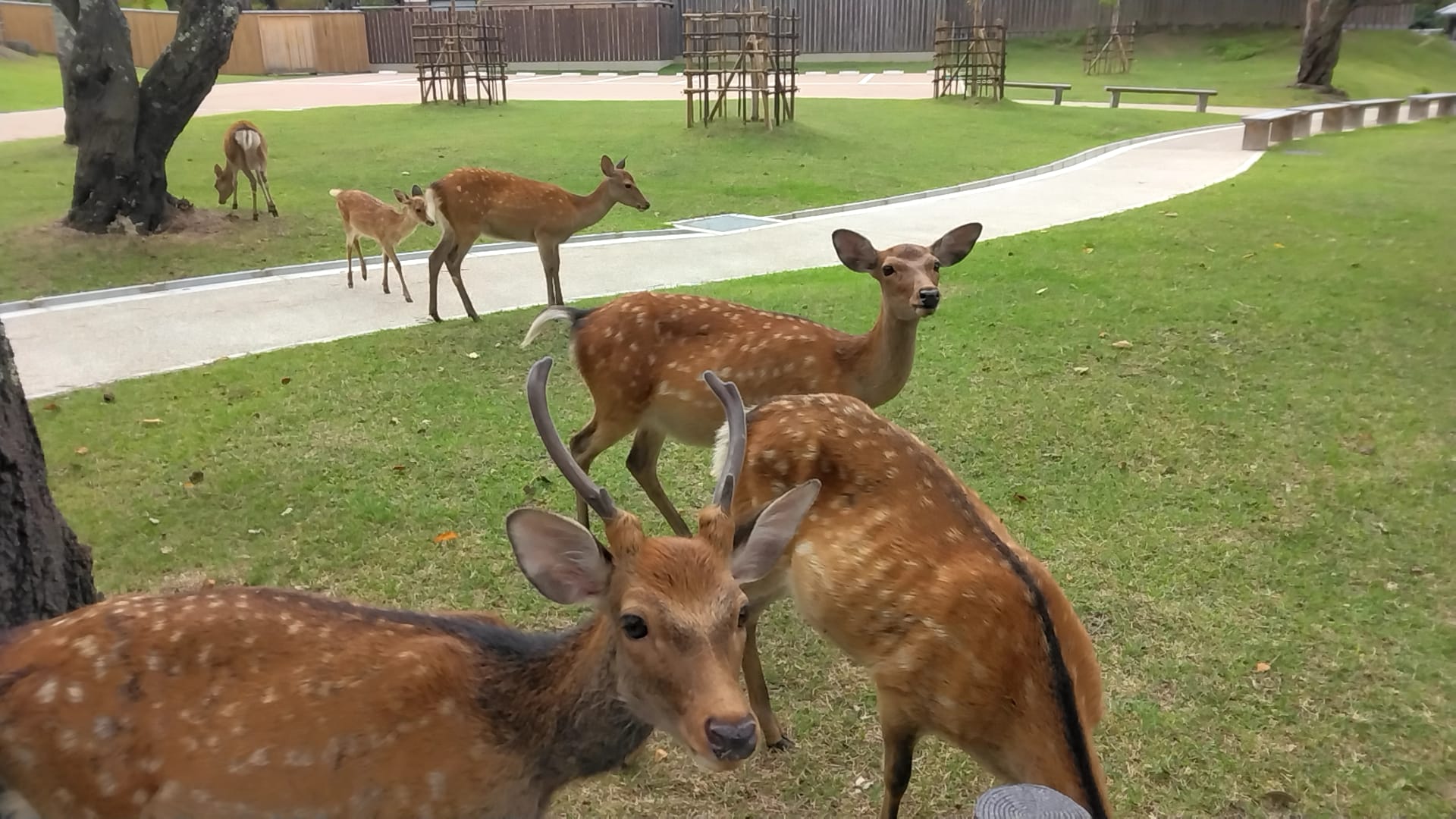 奈良公園の鹿