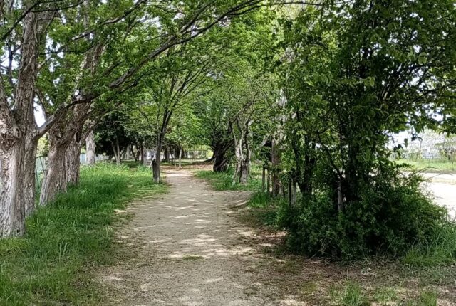 #緑の散歩道 好き😆
今朝はこんな緑の散歩道を歩きました🚶‍♀

#新緑の季節 
新緑を撮りたくなる😂

#国内 #新緑シーズン #散歩 
#国内旅行 #ゴールデンウィーク